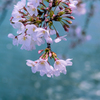 桜咲く河面