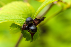 この実 なんの実、気になる実