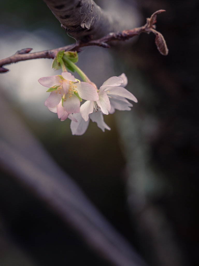 ひっそりと 十月桜