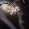 ひっそりと 十月桜