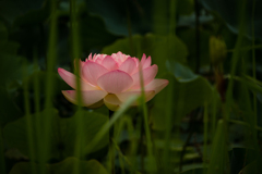 花灯り  #4