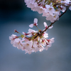 夢見草 #5