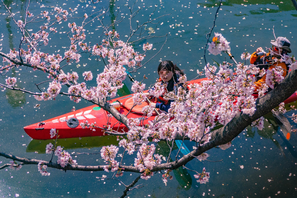 桜　夢見草 07