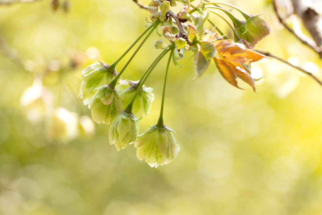 鬱金桜  #2