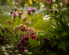 Flower garden #1
