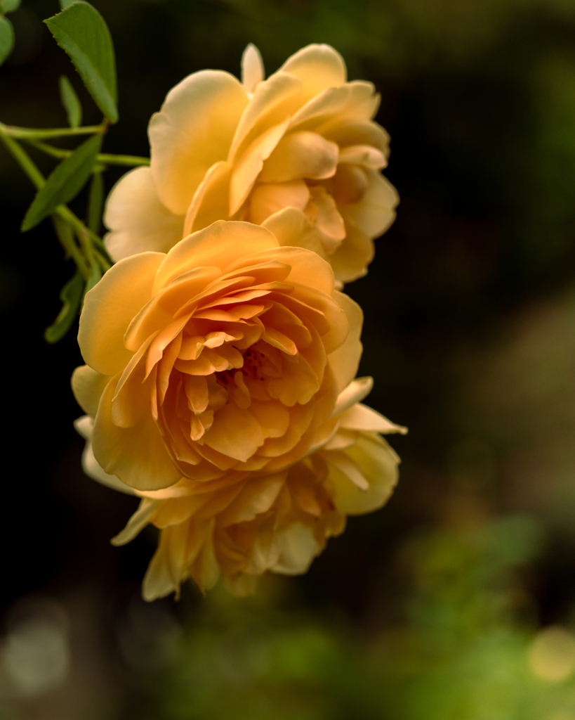 秋薔薇の季節