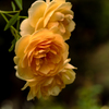 秋薔薇の季節