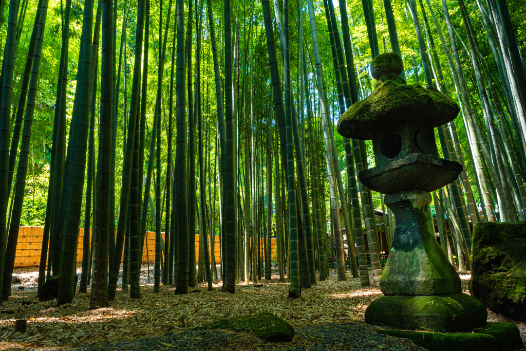 鎌倉漫ろ歩き 25　竹林の寺