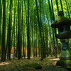 鎌倉漫ろ歩き 25　竹林の寺