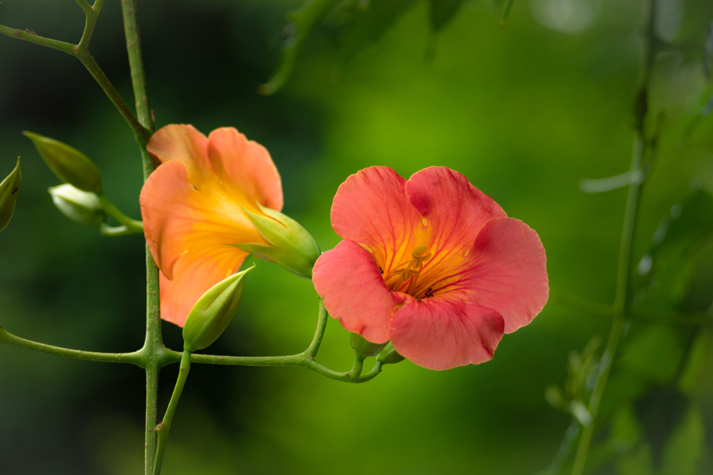 揺れる のうぜんかずら