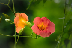 揺れる のうぜんかずら