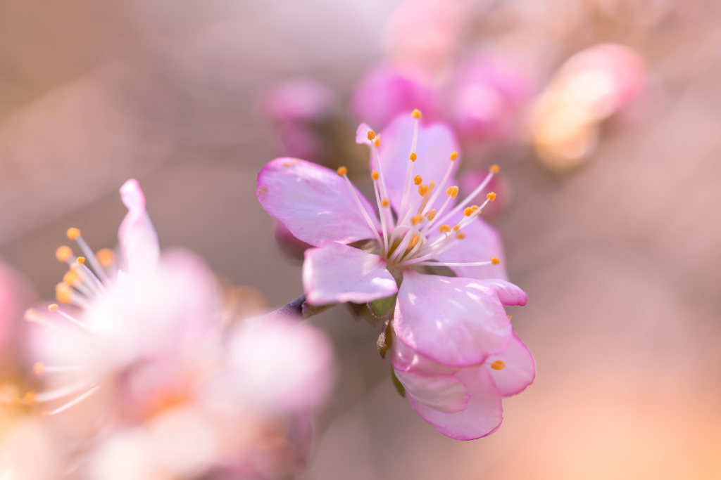 山桜桃 ゆすらうめ