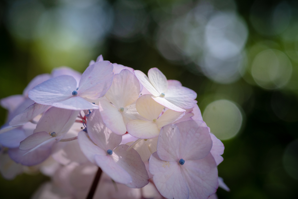 梅雨入り　紫陽花