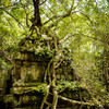 Beng Mealea 07　生命力