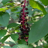 里山の秋 その1