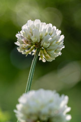 雑草の詩 01　シロツメクサ #2