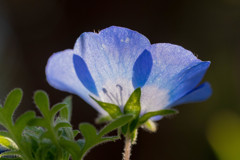 春色 05　空を向く