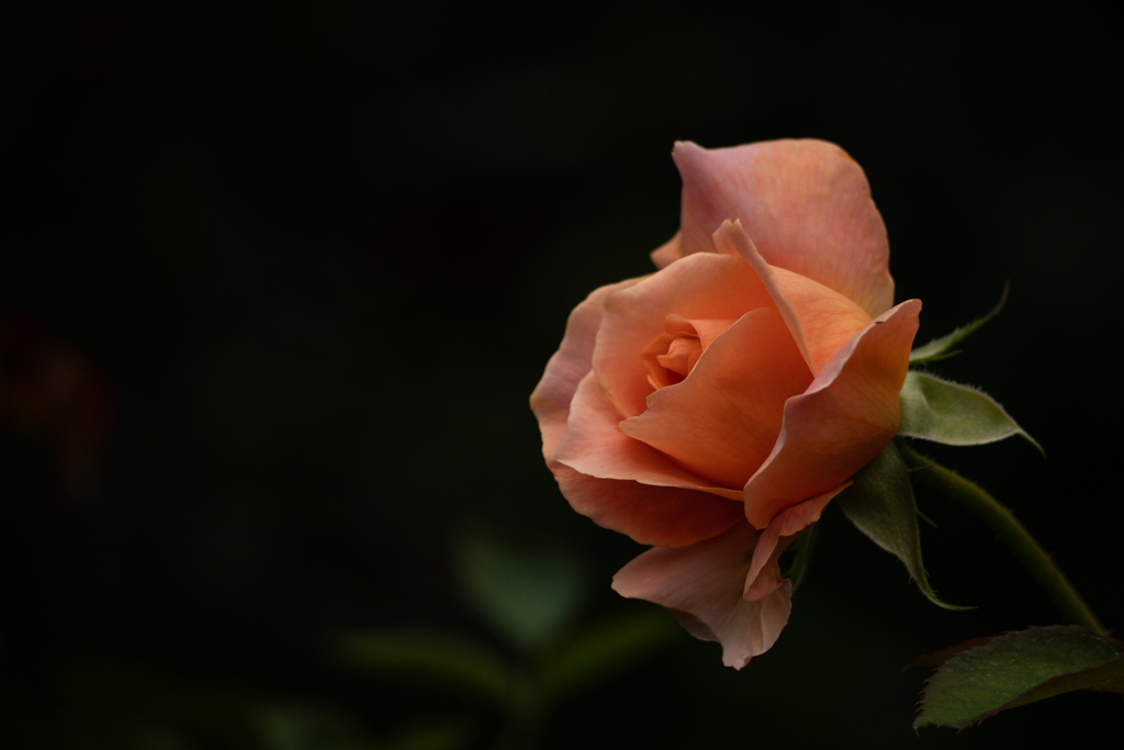 Autumn garden  #1