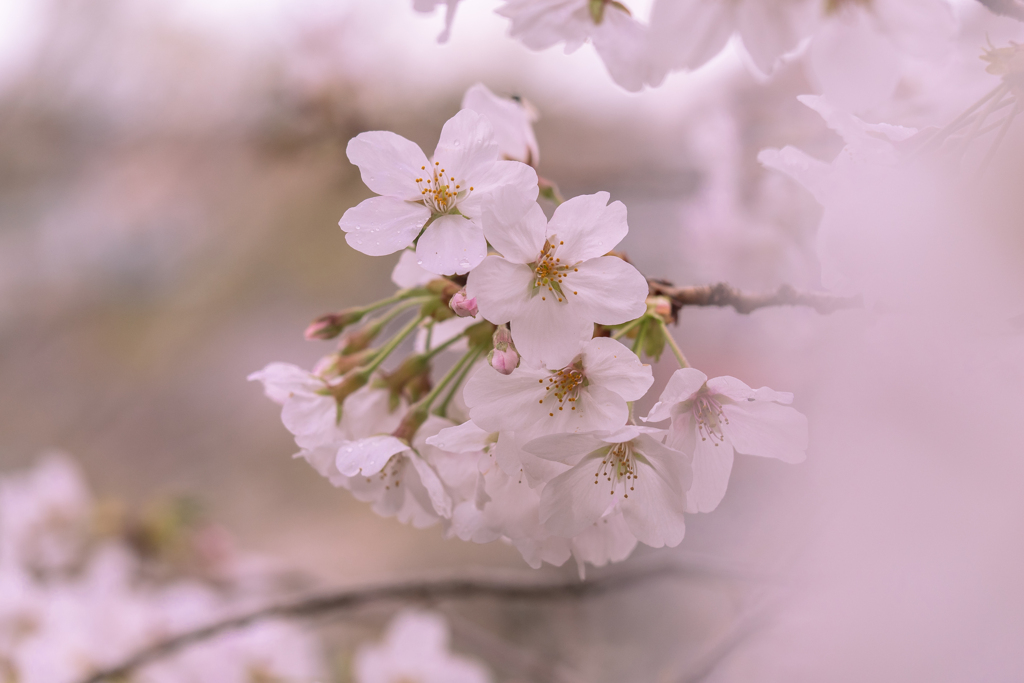 花霞み