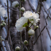 咲き始めた花桃
