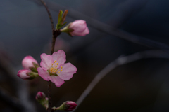 一重庭桜