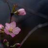 一重庭桜