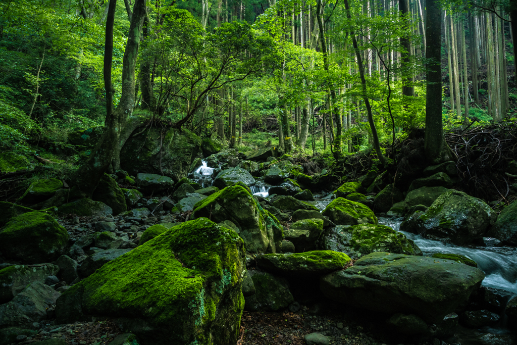 苔むす沢