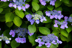 紫陽花 04