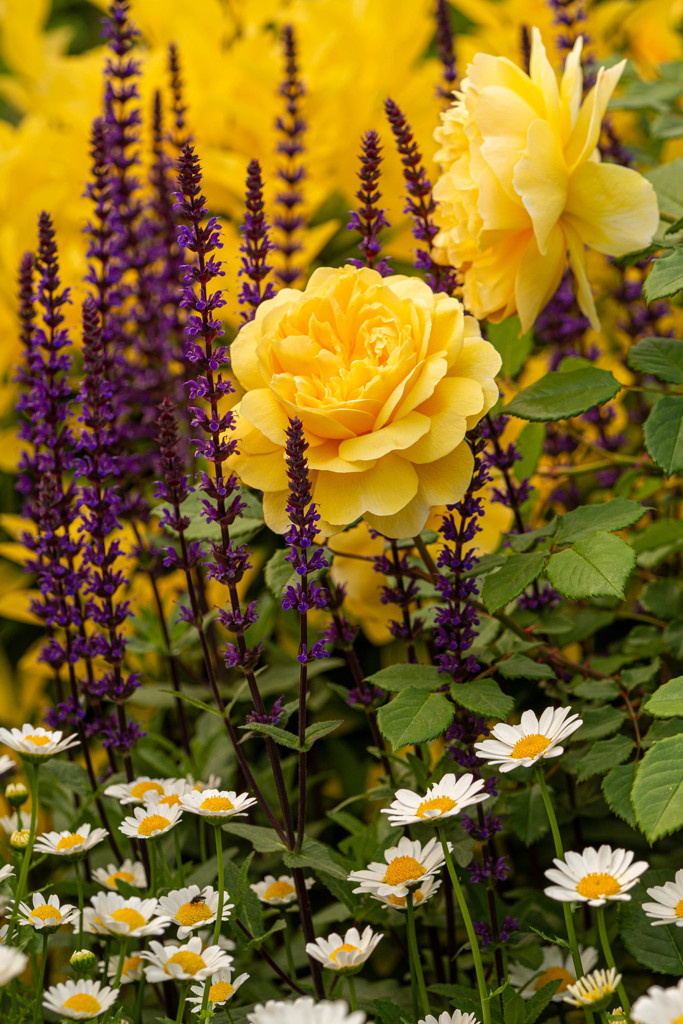 5月の薔薇 13
