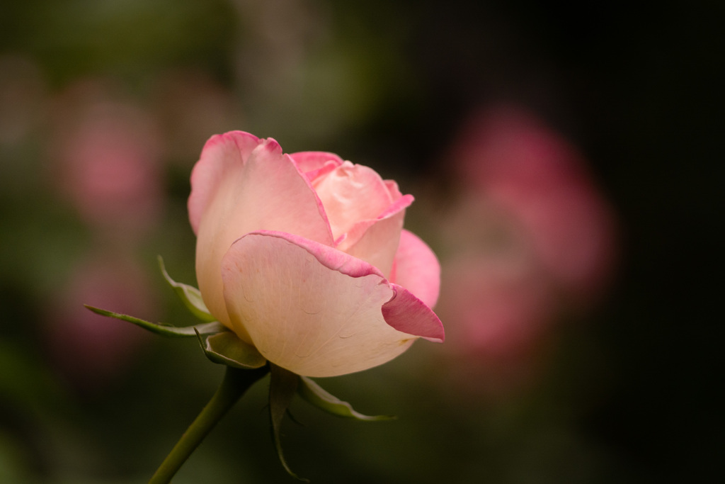 Autumn garden 27