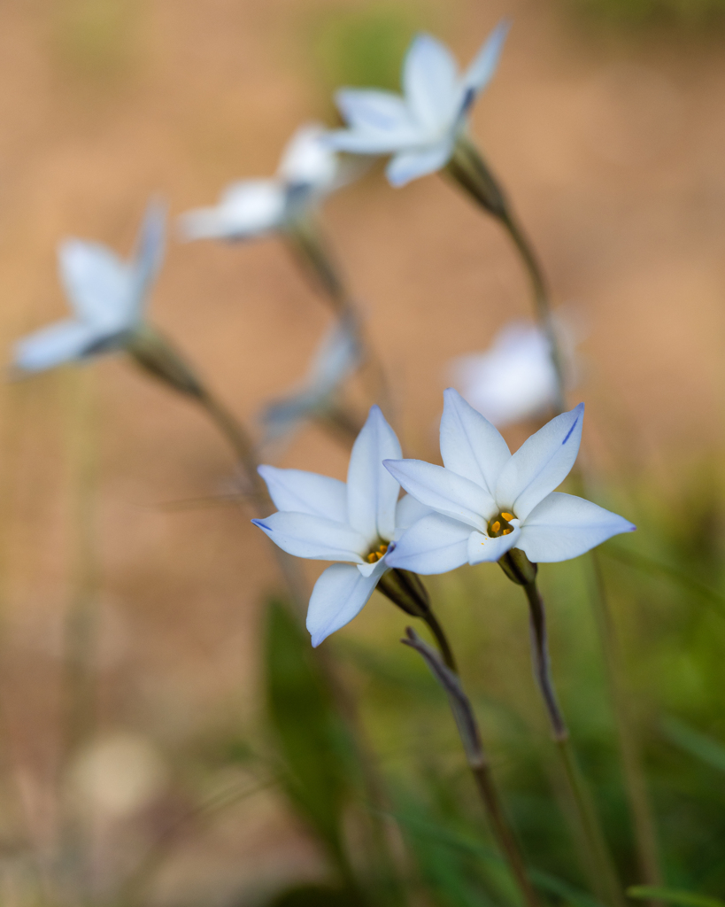 Duo ＆ Trio　ハナニラ