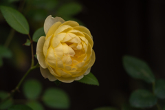 Autumn garden #9　デビッド・オースチィン