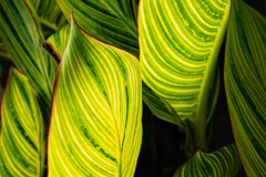Leaf 01