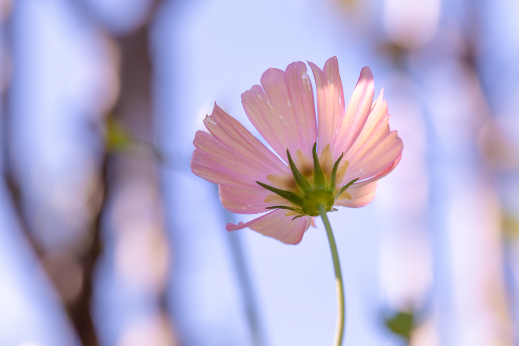 陽に透ける秋桜