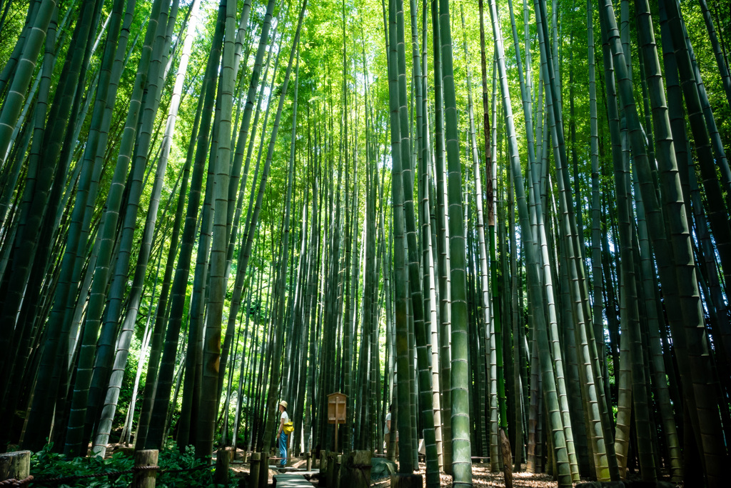 鎌倉漫ろ歩き 24　竹林にさす光