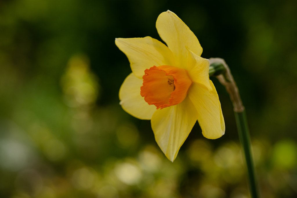 煌めく春　水仙