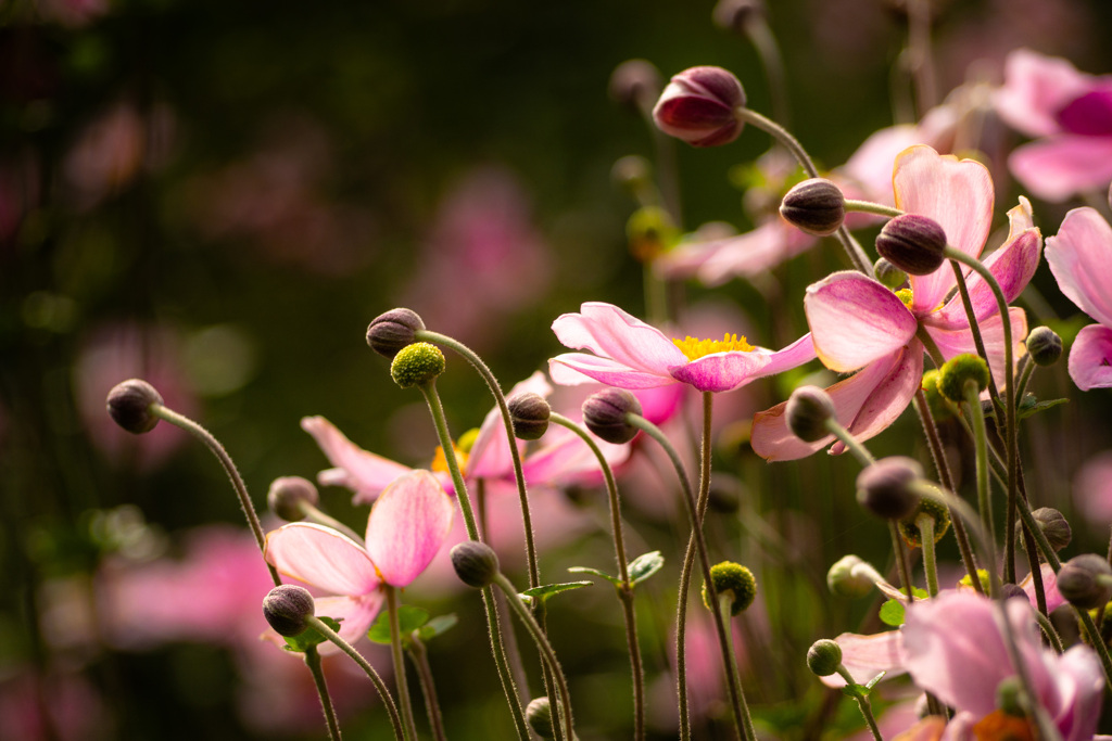 秋冥菊