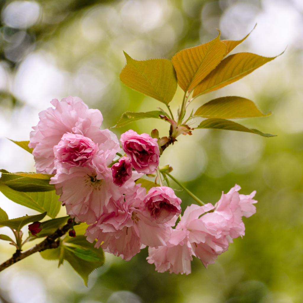 今が見ごろの里桜 #3