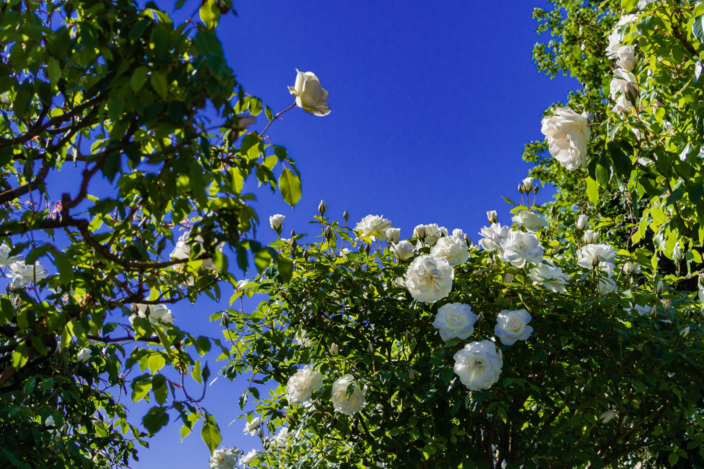 ５月の薔薇 06