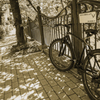 街角自転車 #3　木洩れ日