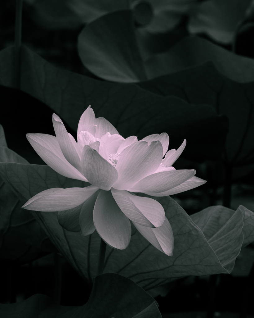 花灯り #2