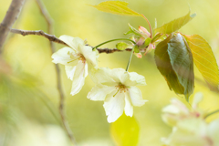 春色に染まる 鬱金桜