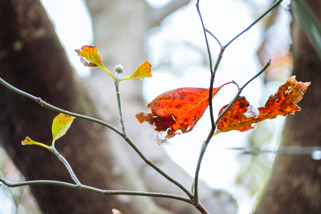 Leaf 15　秋色に染まる #1