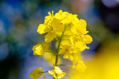 賑やかな春 #1　菜の花