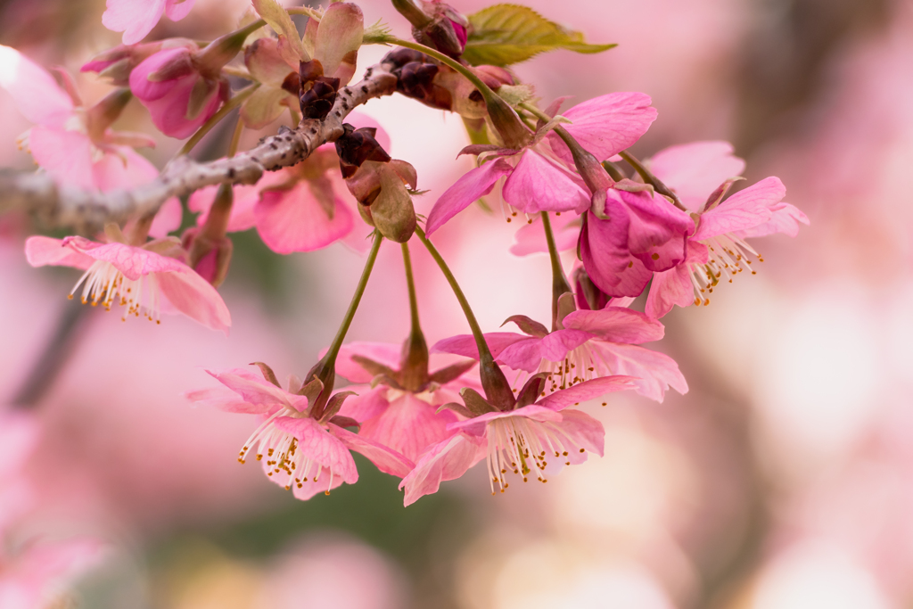 満開の河津桜