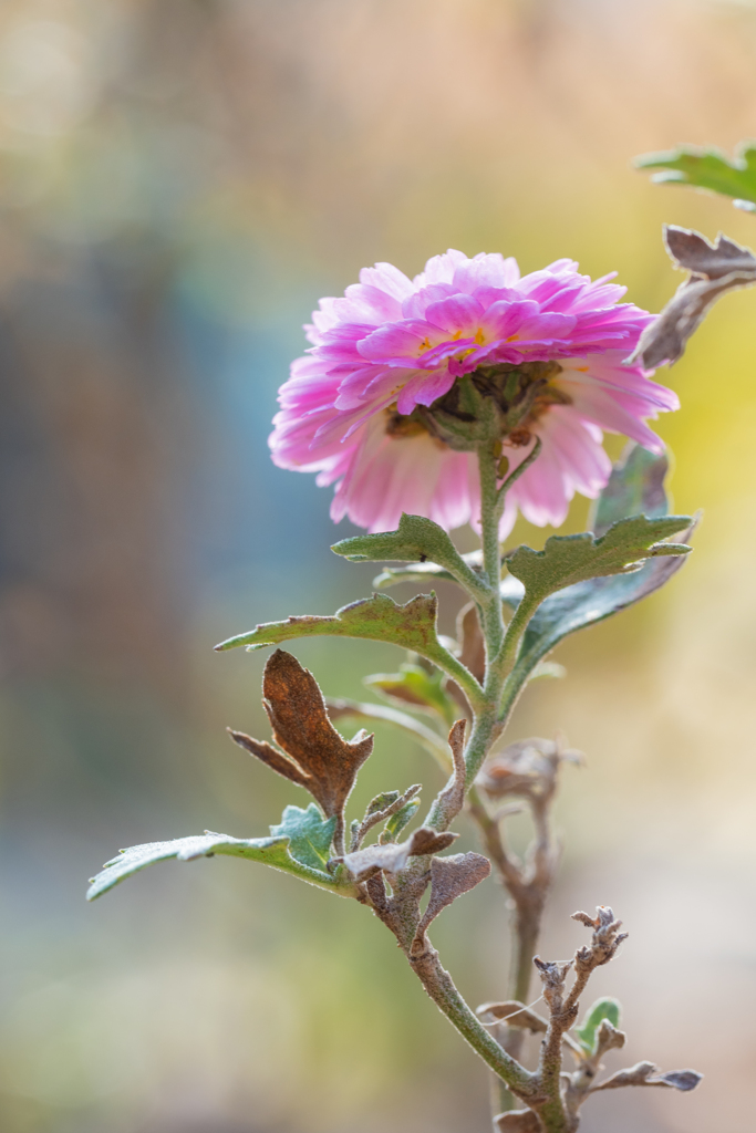 日なたに咲く小菊