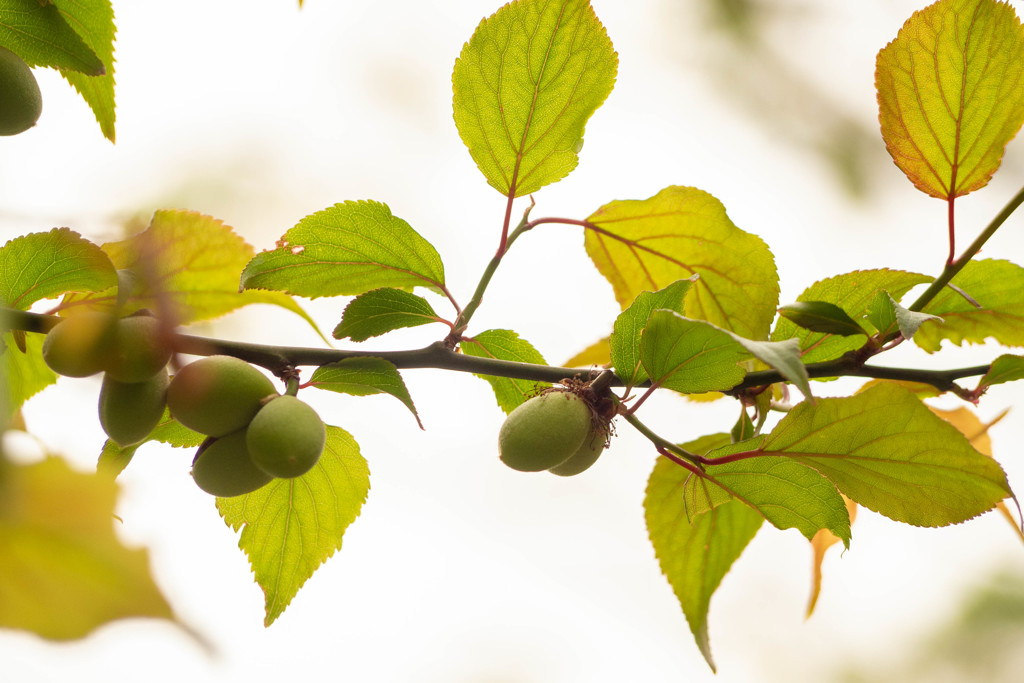 里山の春 13　早緑（さみどり）