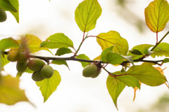 里山の春 13　早緑（さみどり）