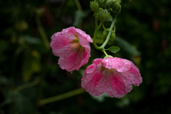 雨上がりの立葵