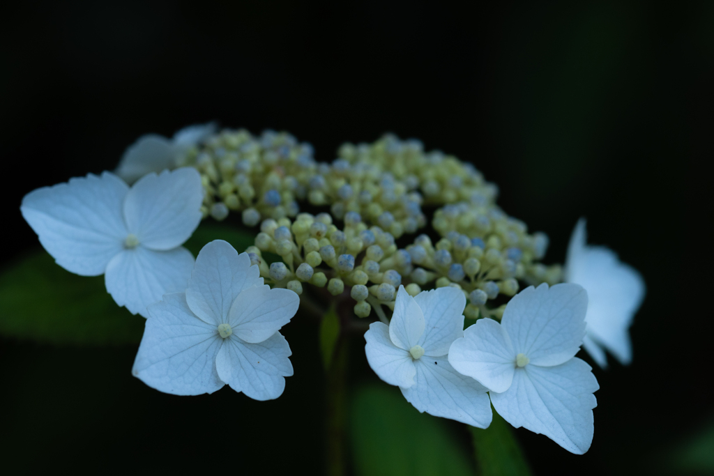 梅雨入り　額紫陽花